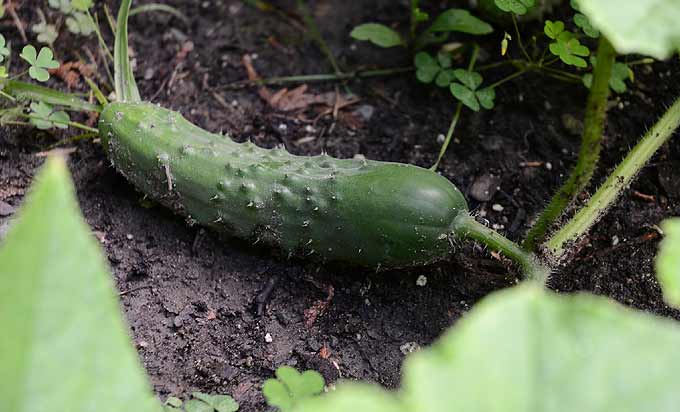 Gurken pflegen Tipps für eine reiche Ernte Haus und Garten