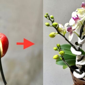 Holen Sie sich 1 Apfel – viele Orchideenzweige wachsen auf demselben Zweig