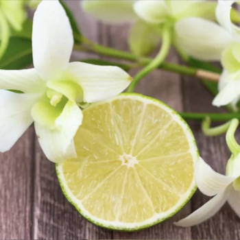 Zitrone in deiner Orchidee? Warum das eine gute Idee ist