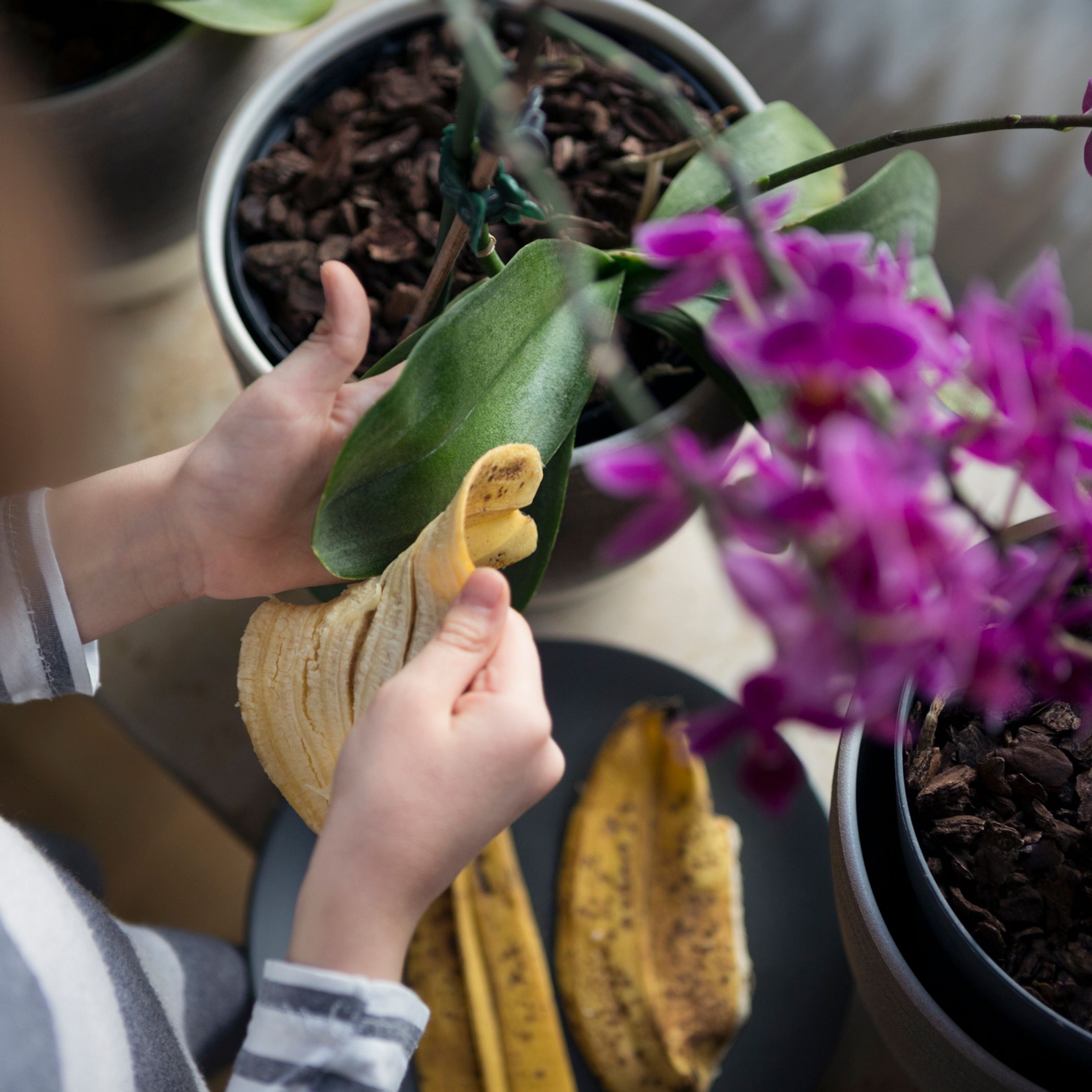 Les 3 bienfaits de la peau de banane pour vos plantes