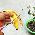 Bananenschalen nicht wegwerfen: Dafür kannst du sie noch verwenden