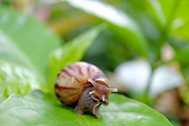 Schnecke auf dem Laub einer Pflanze