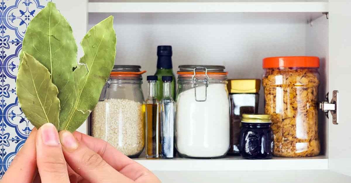 mettre des feuilles de laurier dans des boîtes de farine