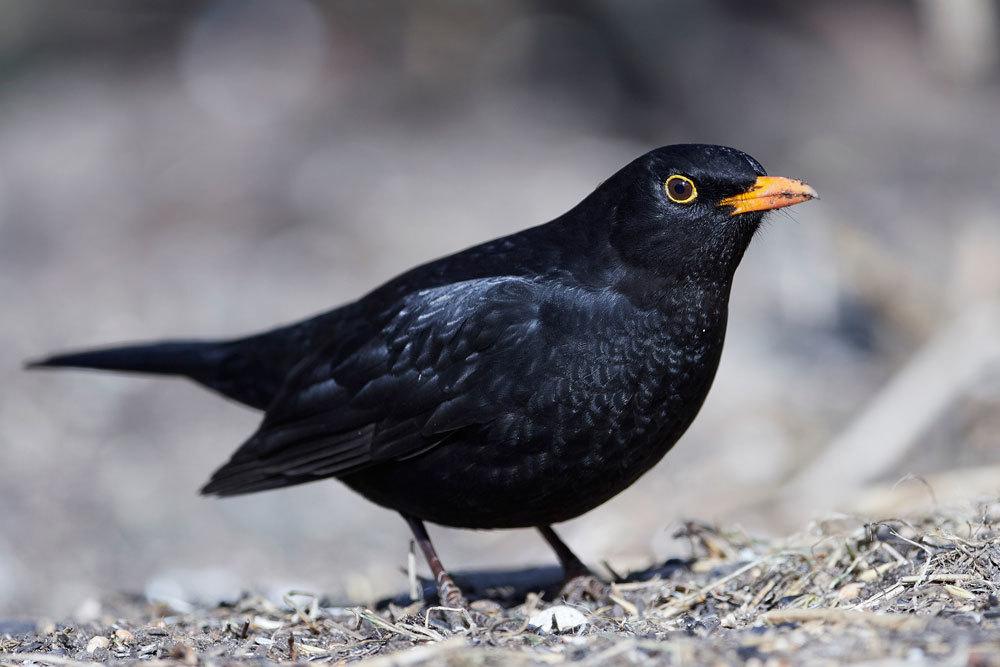 Amsel