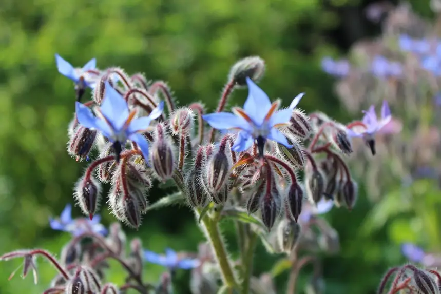 bourrache fleurs potager