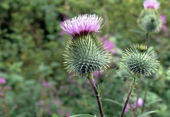 fleurs de chardon contre les limaces et escargots du potager