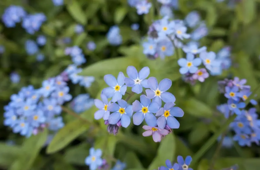 fleurs de myosotis au potager