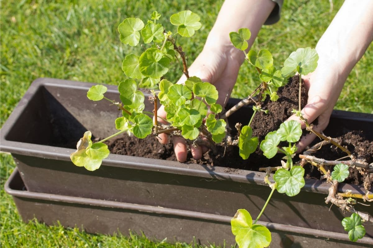 Geranien, Pelargonien überwintern und zurückschneiden - Gartenlexikon.de