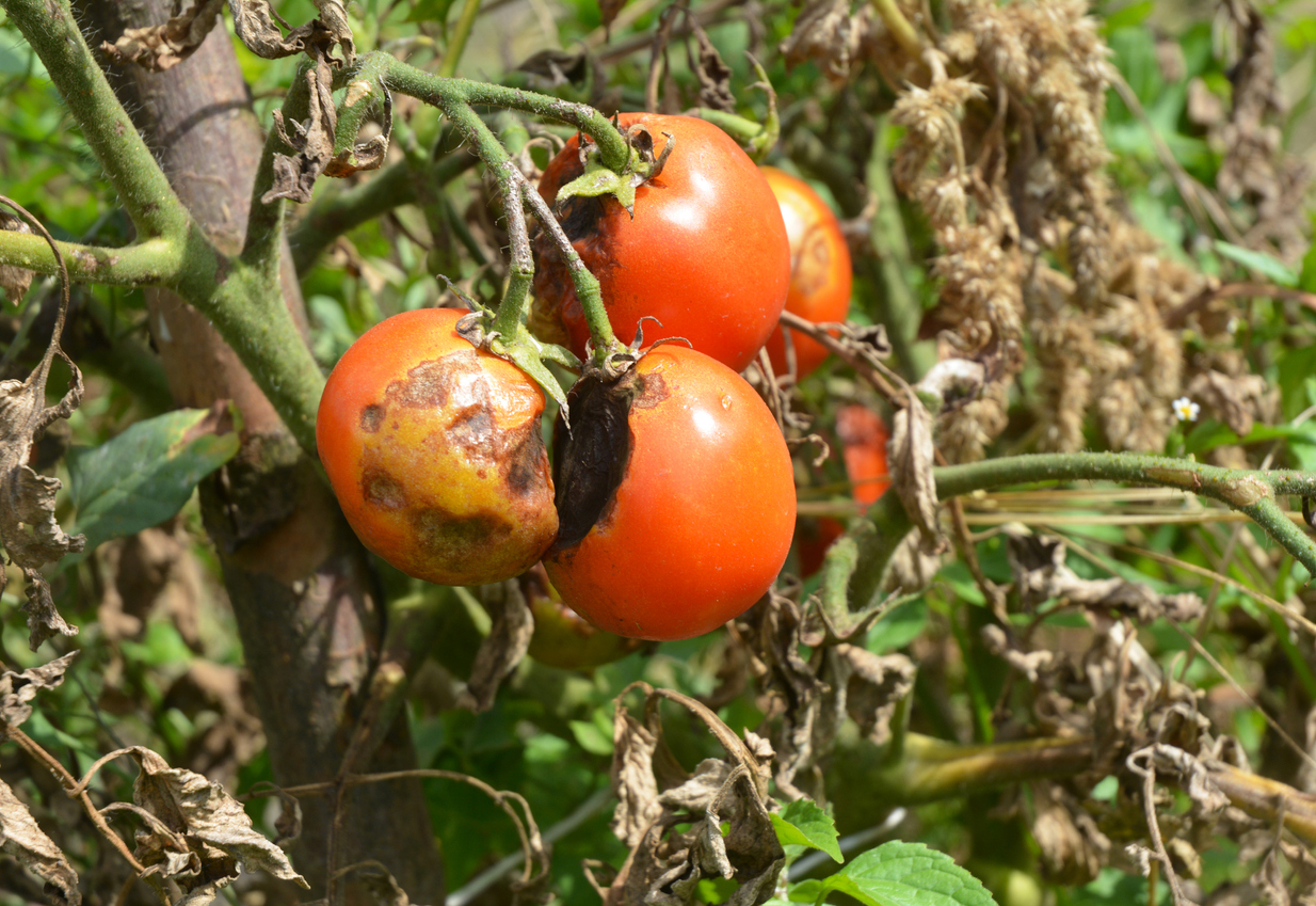 Phytophthora infestans mildiou plants de tomate