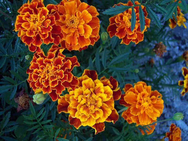 Oeillets d'Inde fleurs pucerons jardin potager