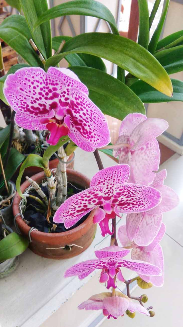 Orchidee