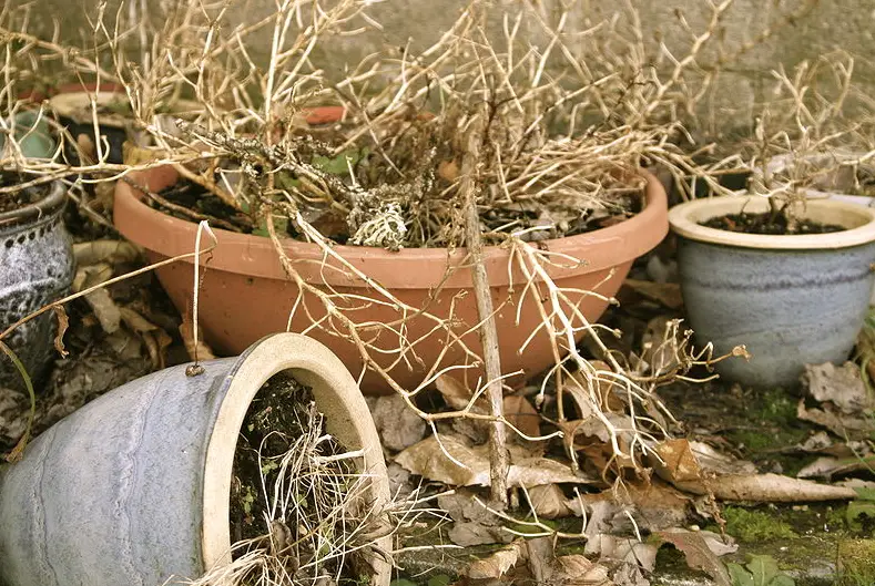 plantes fanées mortes