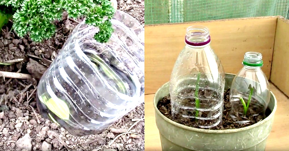 7 Ways to Use Plastic Bottles in Your Garden | Crafty House