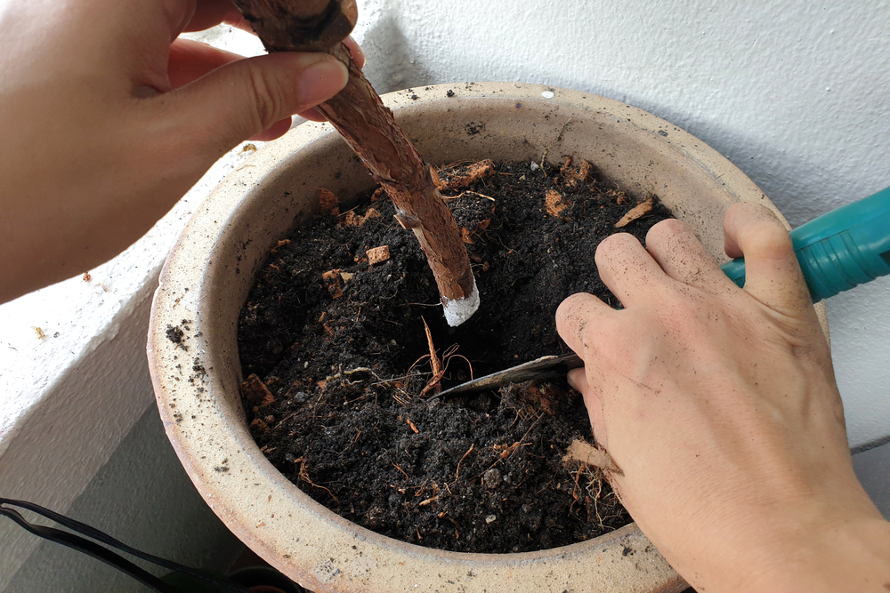 40 Plants To Propagate From Hardwood Cuttings & How To Do It