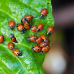 Wie man Tausende von Marienkäfern in den Garten lockt und dort hält