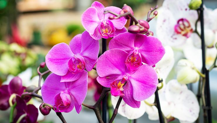 Orchidee