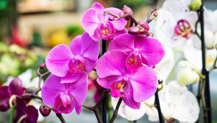 Orchidee