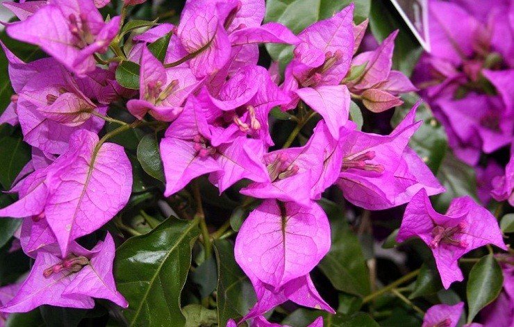 Bougainvillea