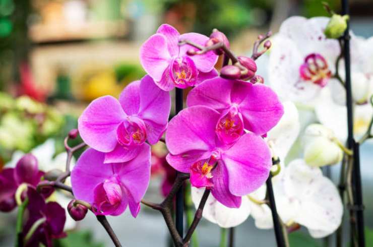 Orchidee