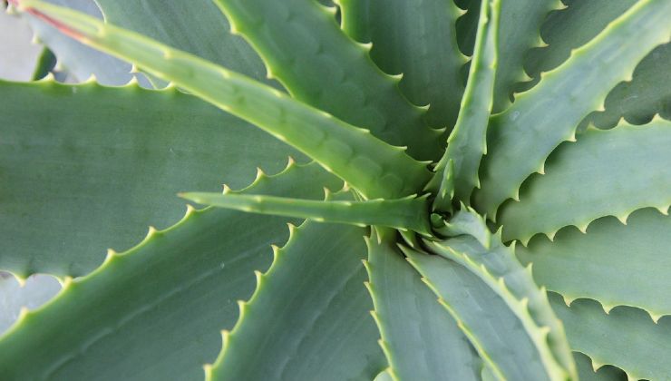 Aloe Vera