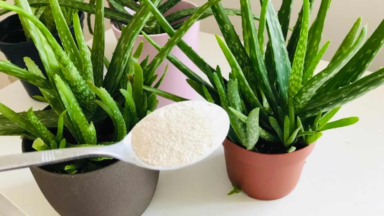 Zutat in Aloe Vera