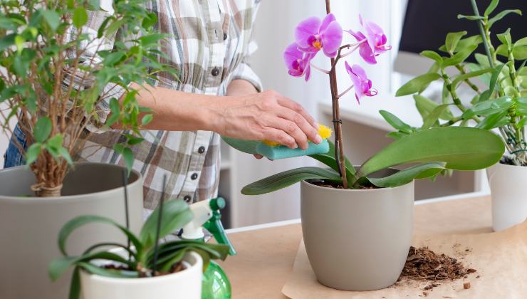 blühende Orchidee für 4 Jahreszeiten