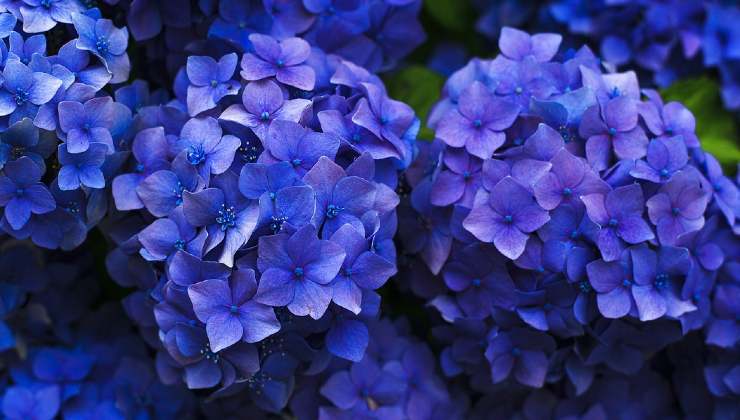 So ändern Sie die Farbe einer Hortensie