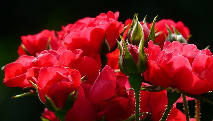 Rosen und Gartenarbeit